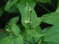 Asystasia dalzelliana