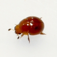 Leiodinae
