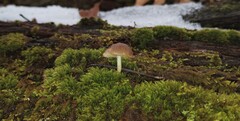 Mycena semivestipes