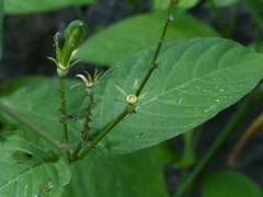 Asystasia dalzelliana