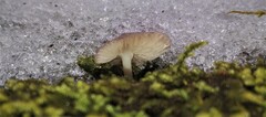 Mycena semivestipes