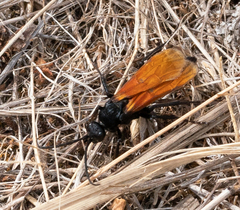 Calopompilus pyrrhomelas