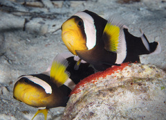 Amphiprion polymnus