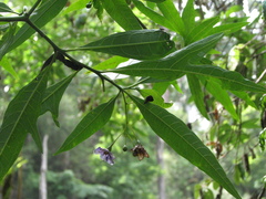 Solanum aviculare