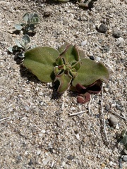 Mesembryanthemum crystallinum