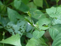 Asystasia dalzelliana