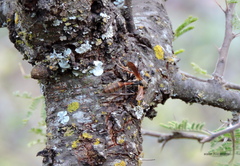 Mischocyttarus drewseni