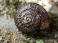 Helminthoglypta diabloensis