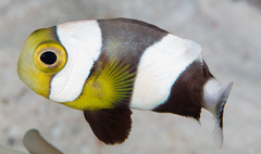 Amphiprion polymnus
