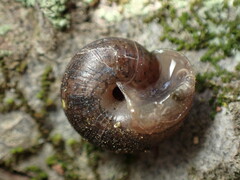 Helminthoglypta diabloensis