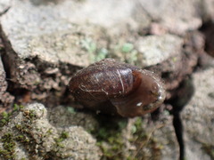 Helminthoglypta diabloensis