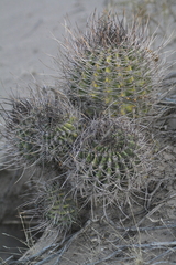 Echinopsis leucantha