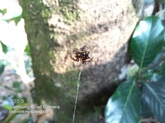 Gasteracantha geminata