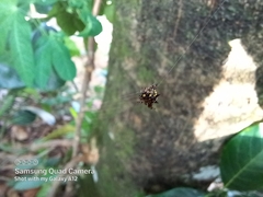 Gasteracantha geminata