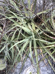 Agave bracteosa