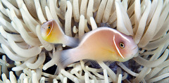 Amphiprion perideraion