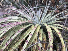Hechtia