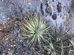 Hechtia