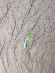 Hierodula patellifera