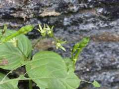 Asystasia dalzelliana