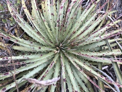 Hechtia