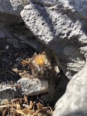 Escobaria emskoetteriana