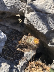 Escobaria emskoetteriana