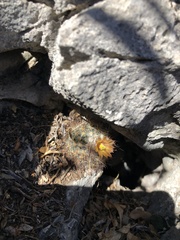 Escobaria emskoetteriana