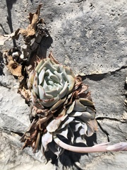 Echeveria simulans