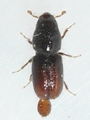 Hylesinini
