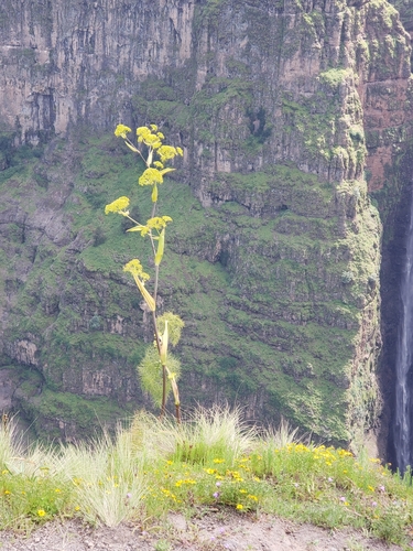 Giant Fennel