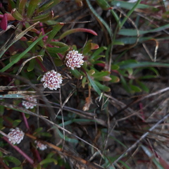 Blutaparon vermiculare