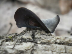 Auricularia angiospermarum