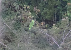 Amazona auropalliata