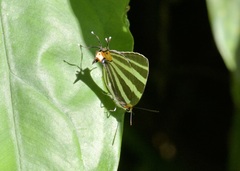 Panthiades bathildis