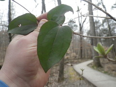 Smilax glauca