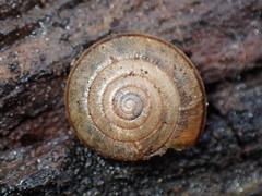 Helminthoglypta diabloensis