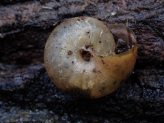 Helminthoglypta diabloensis