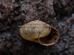 Helminthoglypta diabloensis