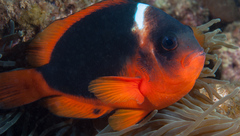 Amphiprion rubrocinctus