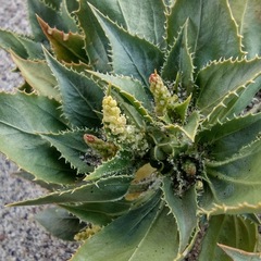 Stillingia spinulosa