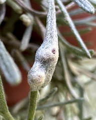 Aceria paracalifornica