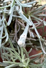 Aceria paracalifornica