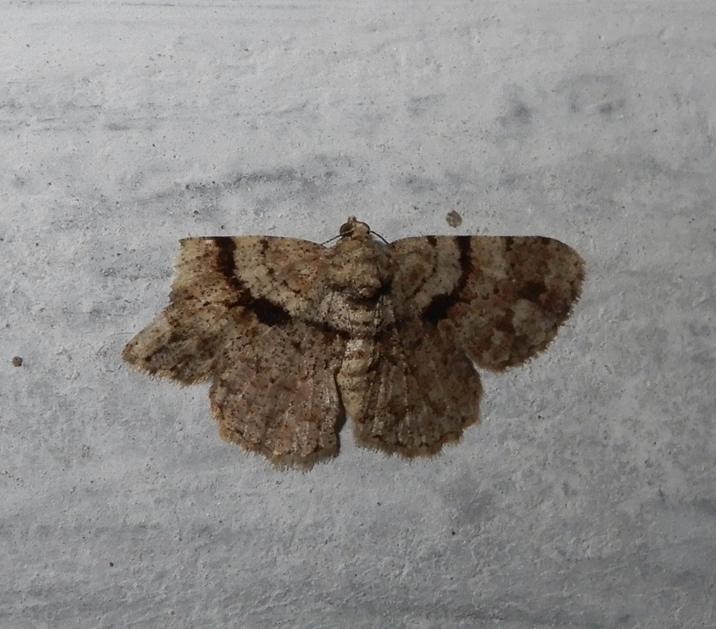 Psilalcis subtochracea