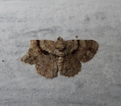 Psilalcis subtochracea