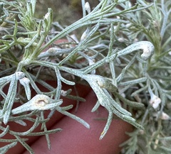 Aceria paracalifornica