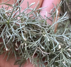 Aceria paracalifornica