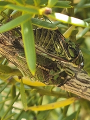 Kikihia peninsularis