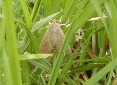 Mythimna convecta