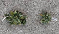 Stillingia spinulosa